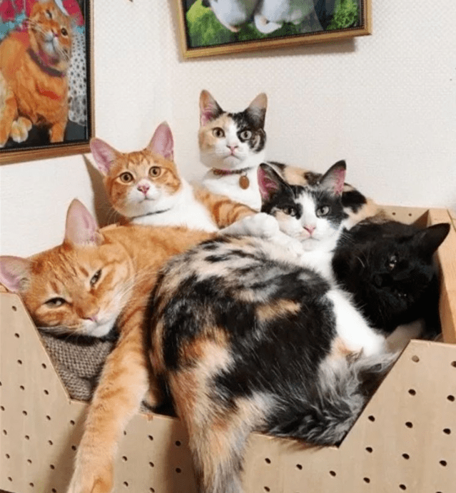 收养了两只双胞胎姐妹猫咪,说好一起胖成球,结果妹妹却偷偷减肥
