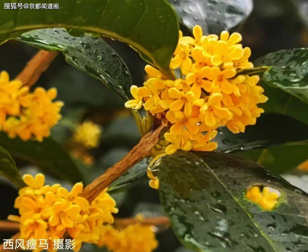 八月桂花風煙去今又滿樹天地香花神豈知國慶日十月再放添華章