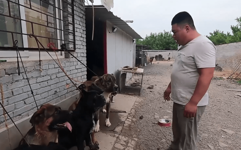 拍摄视频,其中发布的流浪狗拯救系列中,白色狗阿呆在抢救无效后死亡