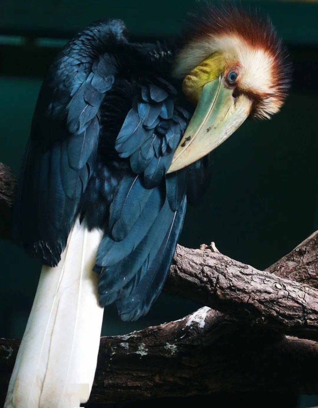 花冠皱盔犀鸟上嘴基部有一较扁平的盔突,其上有数道皱褶隆起,形成"皱