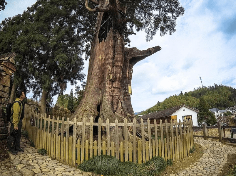 我国最奇特的古树，树干被掏空却存活了1500年，游客可出入树洞