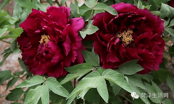 牡丹兰田玉葵花红酒醉杨妃锦帐芙蓉锦绣球金丝贯顶金环红金谷春晴吉野