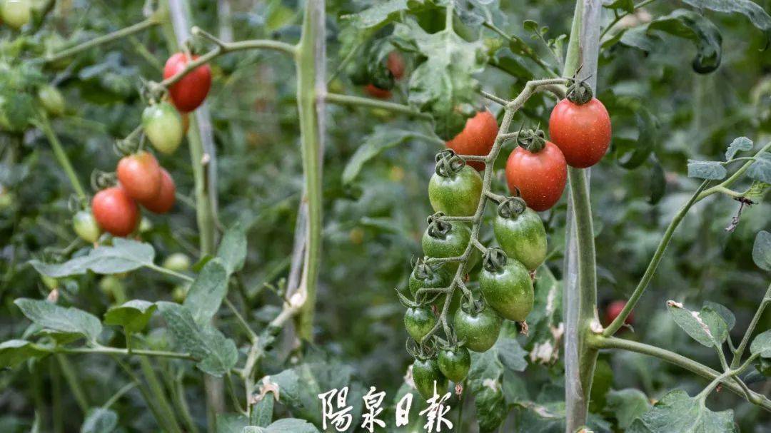 油松的种植与管理