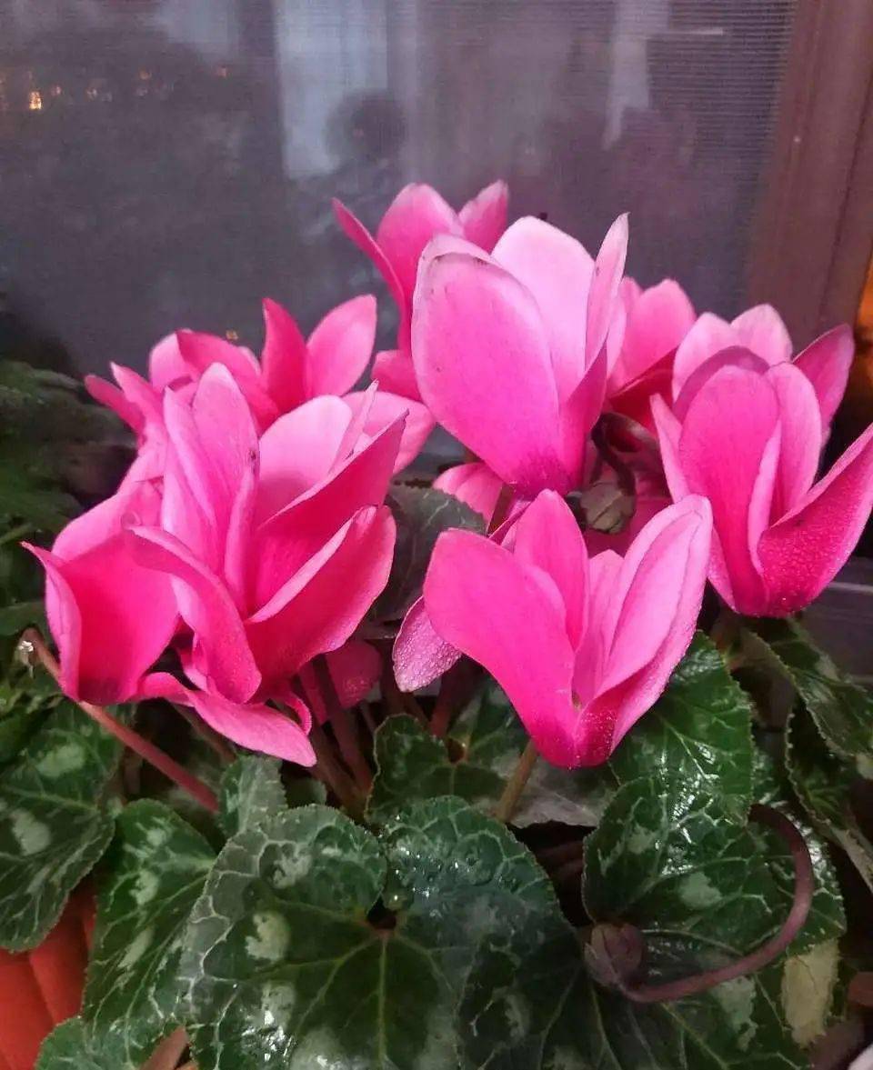 仙客来因"夏眠"损伤严重,秋天来了,咱们要借机好好补偿它!_进行_叶片_