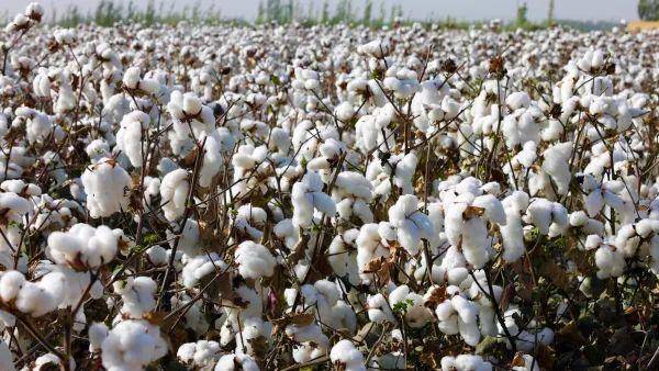 金秋时节迎丰收 新疆沙雅县190余万亩棉花进入采收期_机械化_种植