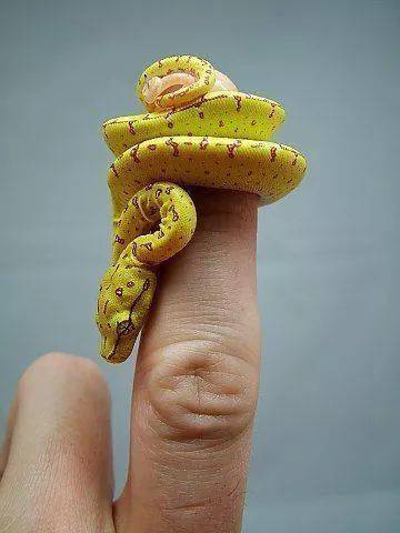 全世界最小的蛇,拇指蛇没错了这个蜥蜴看着就金贵,身上像镶了钻石一样