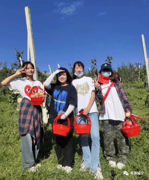 中水镇,组织工贸学院249名学生到苹果基地摘苹果,了解苹果文化以及