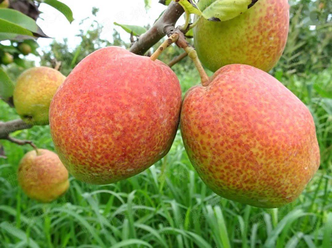 优新梨品种新梨7号采收与贮运关键技术_果实_温度_保鲜