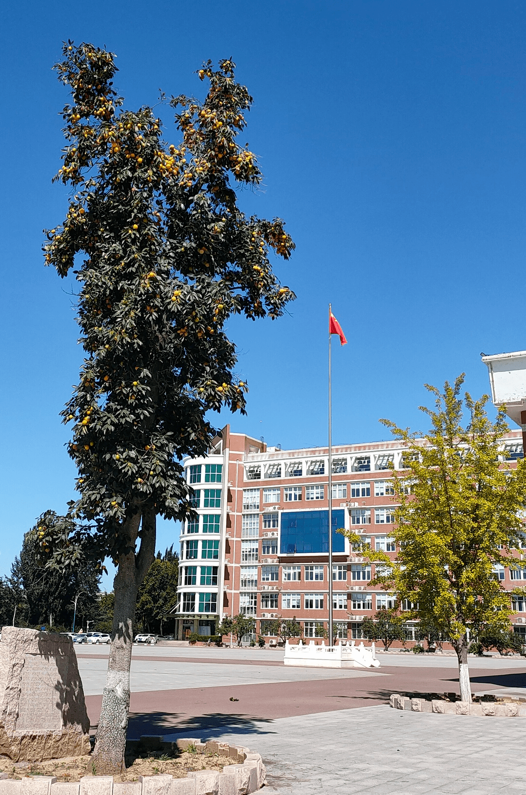 寒露,赏广饶一中"醉"美秋色