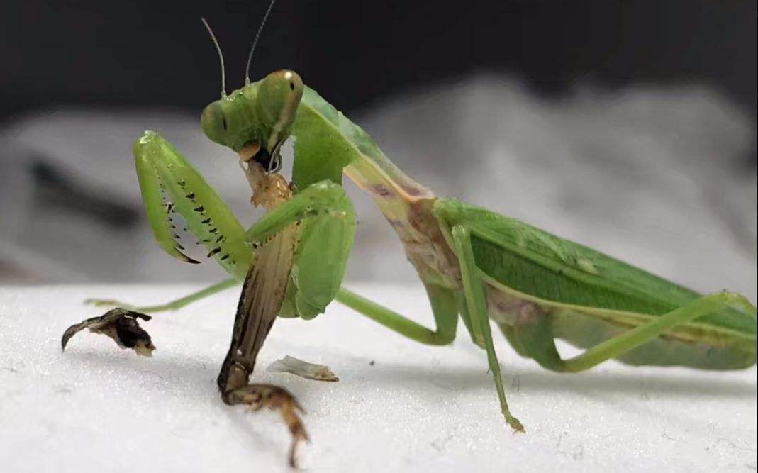 螳螂新娘:这其实是为它好_昆虫_生活_蜘蛛