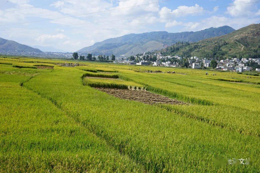 娜姑坝子:秋色染田园 "丰"景入画来_稻田_金色_农户