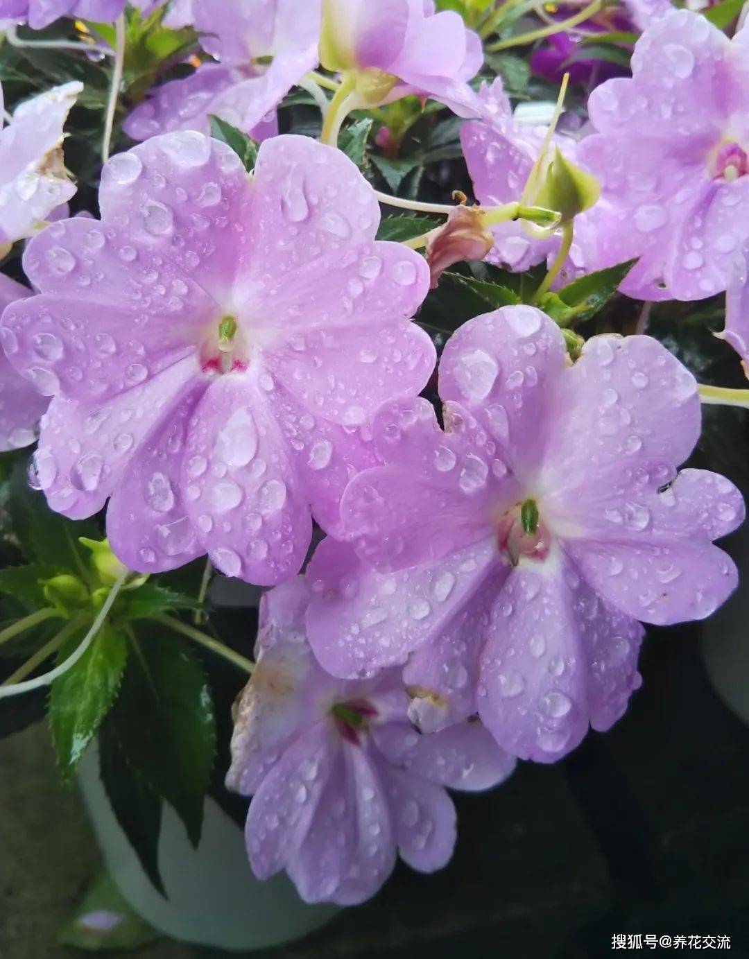 常见的指甲花新几内亚凤仙和苏丹凤仙花养花盆里就很容易开花