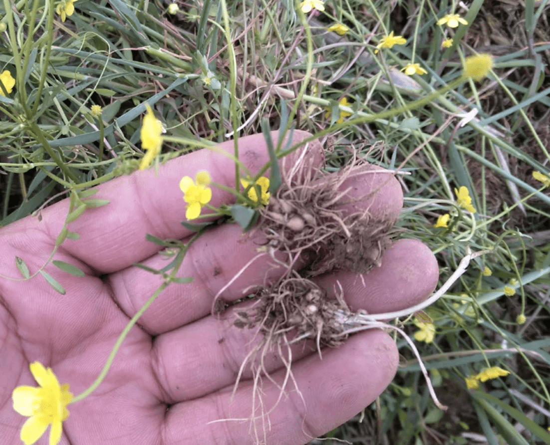 猫骨朵花根图片图片