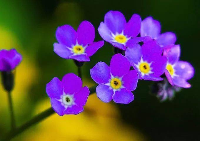 勿忘我小花 厚谊 紫草 永恒