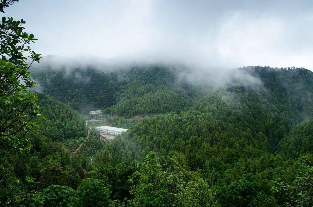 广西珠江流域治理再造林和广西西北部地区退化土地再造林项目共完成