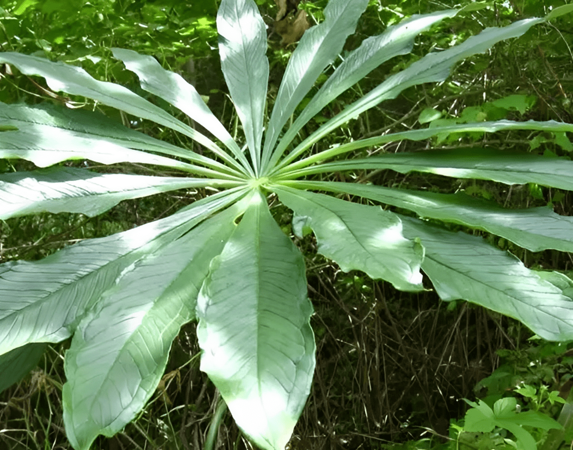 營養物質和水分,依舊可以維持植株的存活,所以天南星和節節草,牛筋草