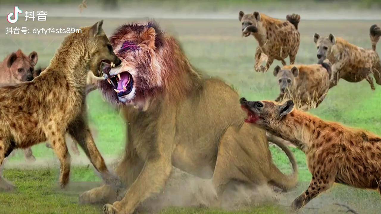动物捕猎混剪,狮子野狗猎食_狮子_动物