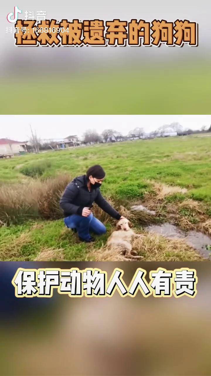 被遗弃的狗 流浪狗 保护动物 狗狗_保护_流浪狗_大快人心