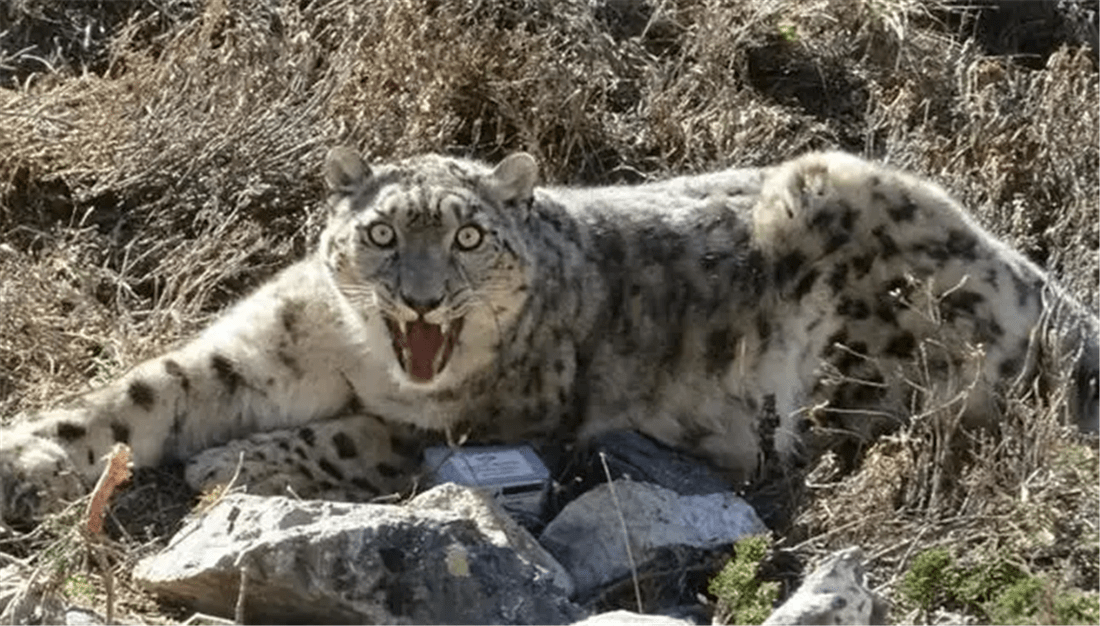 4只狼围攻雪豹,才搏斗了几个回合,雪豹腿上被狼咬破了一道伤口_狼群