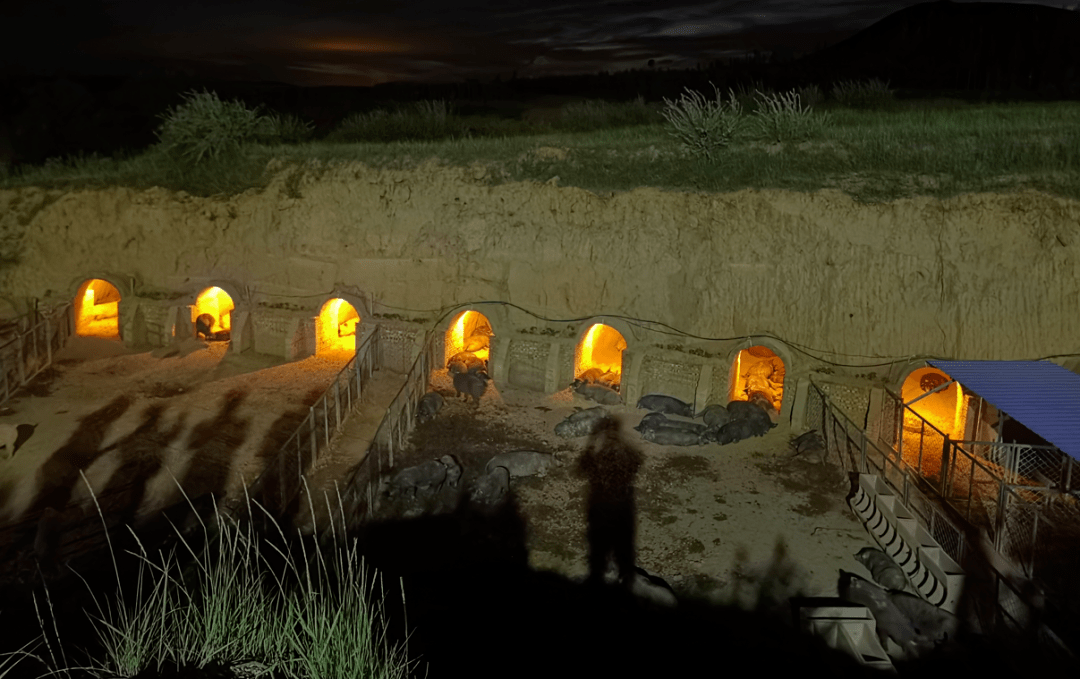 窑洞猪舍据了解,该生猪养殖基地投资2500万元,车间存栏量10000头,建成