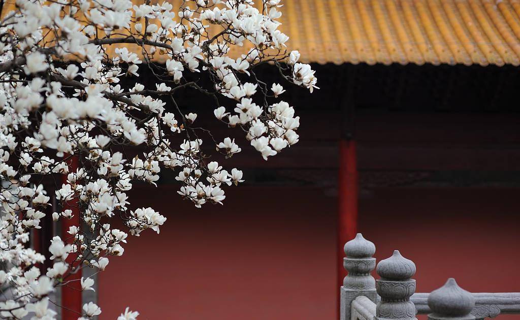 朝天宫玉兰花开了,堪称南京最美的古风玉兰花观赏地_古建筑_白色_等级