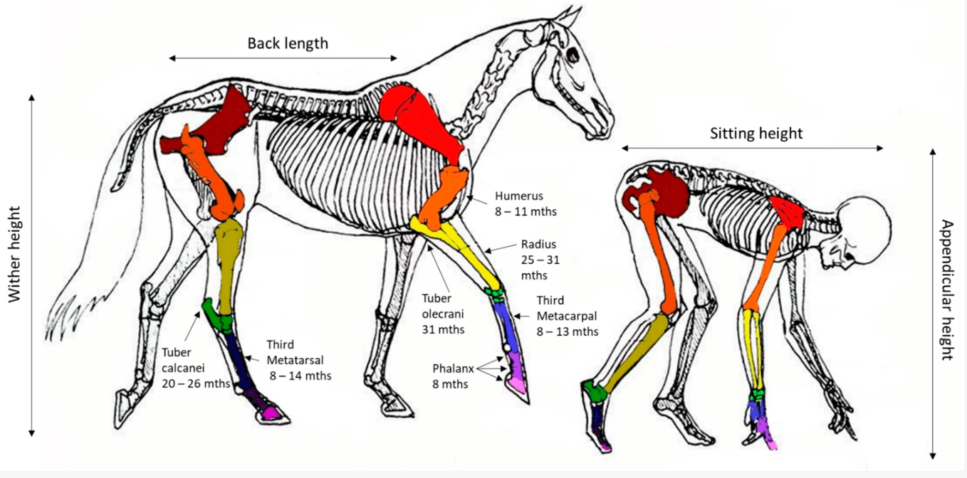 马与人类的骨骼对比图简言之,马其实一直都在使用自己的第三指节行走