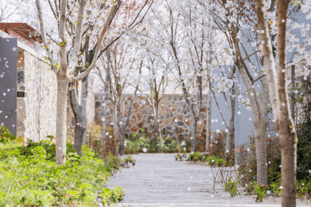 喜讯 | 日照白鹭湾樱花小院入围2022 waf世界建筑节