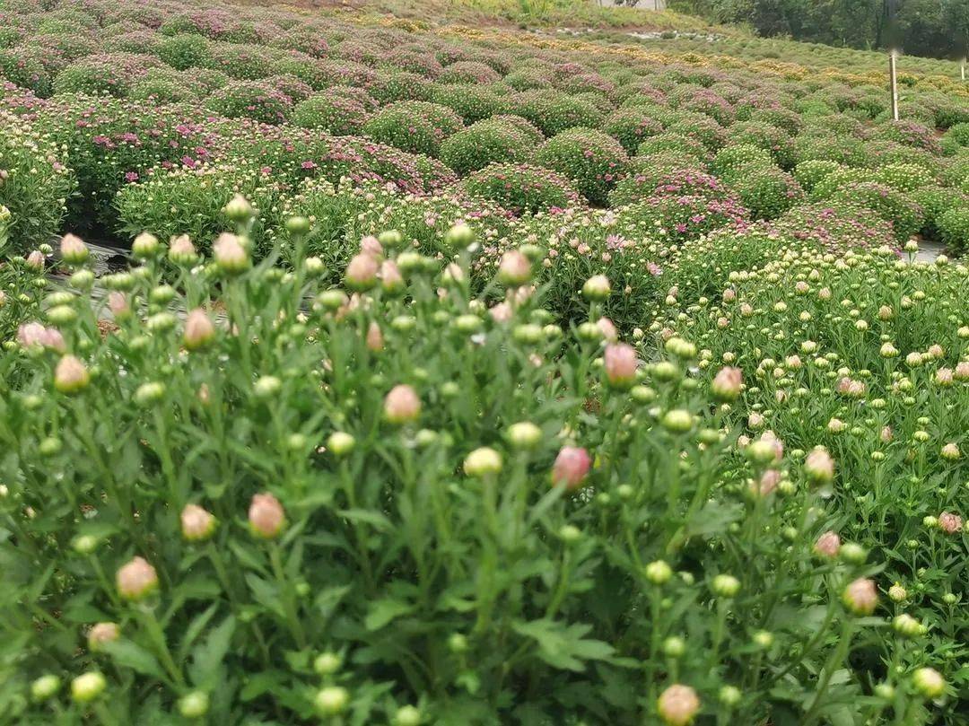 汨罗白水西长四季花海景区菊花艺术节来了