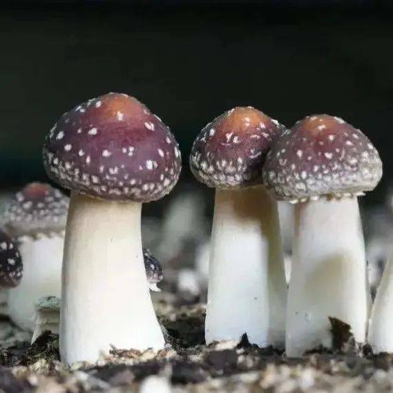 【关税征管】“菇”勇者看过来（下）：你知道这些常见食用菌吗_学名_伞菌_中国