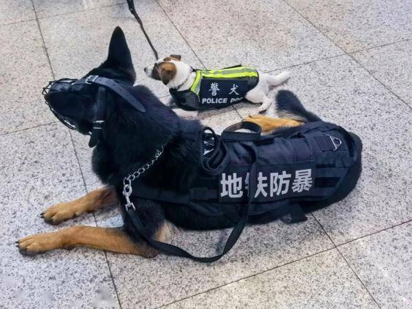 超小号警犬算雇佣"童工"吗?解答来了!_工作_南京_地铁