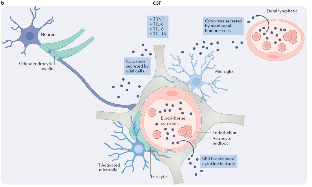 lymphatic capillary图片