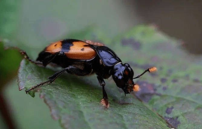 科普微课堂:埋葬虫——大自然的殡葬师_动物_尸体_自然环境