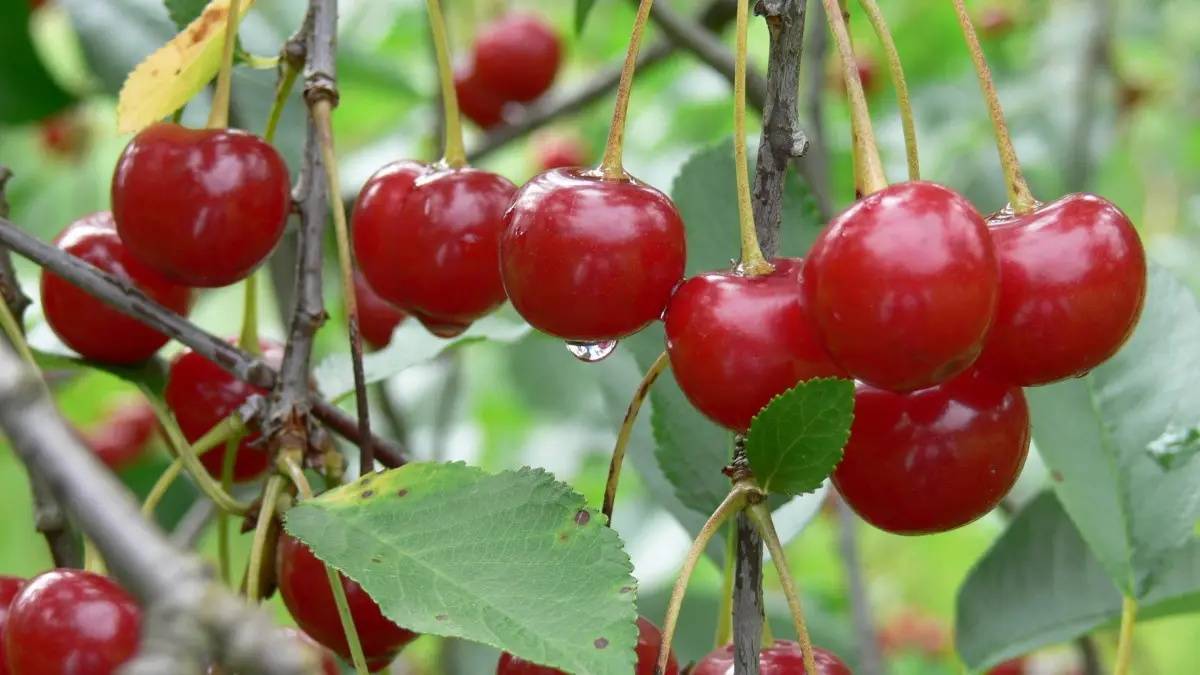 樱桃苗红颈天牛的防治措施_幼虫_树干_木质部