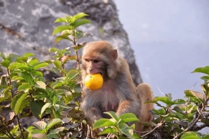 河南酒文化传说故事: 关于猿猴造酒传说_酿酒_野果_果子