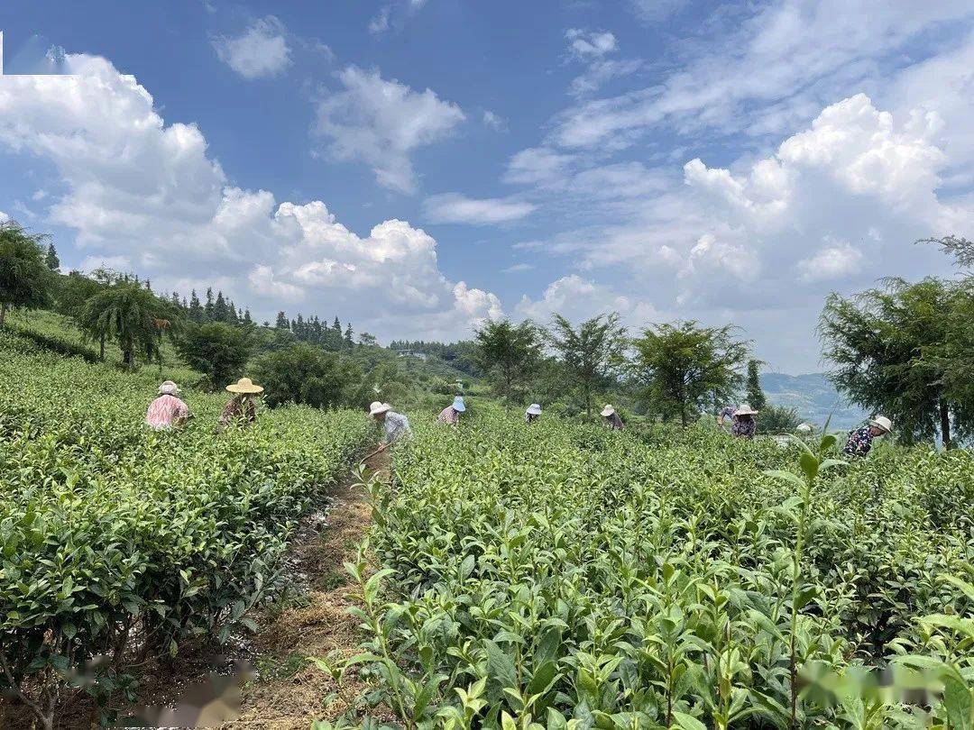 喜头镇:小茶叶,大能量_卫星村_村民_产业