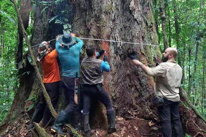 比29层楼还高！亚马孙雨林最高的树被发现，但世界最高树超它30米
