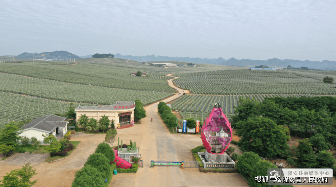 【喜迎二十大】火龙果喜迎丰收 产业铺就致富路_金穗_隆安县_种植