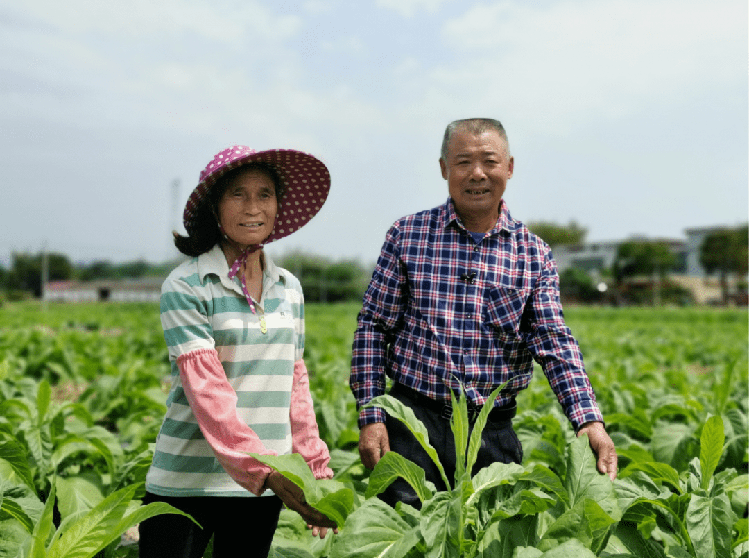 厲害了,南雄這個種煙大戶!_種植_曾水源_技術