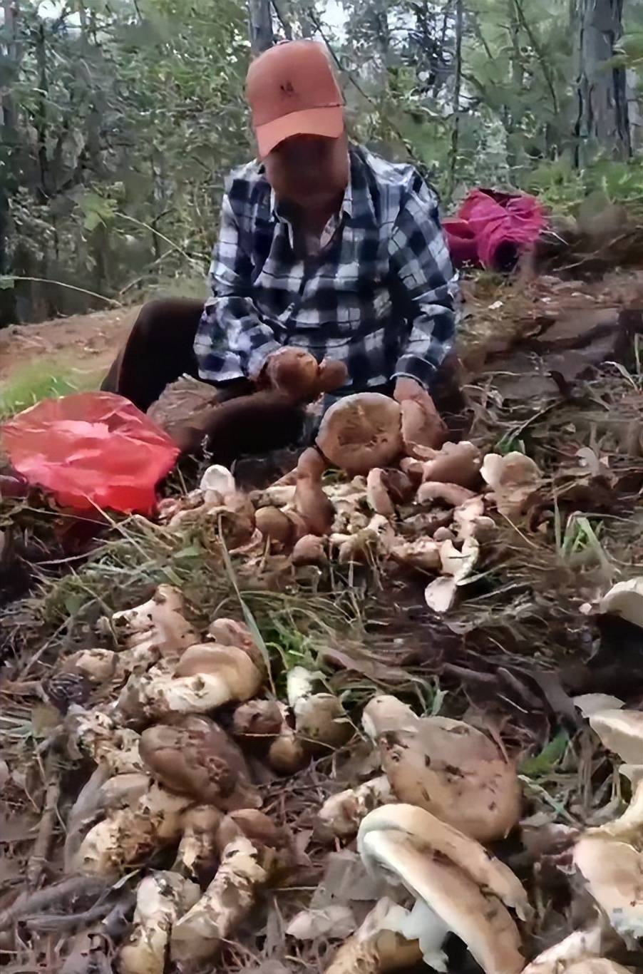 村民山中捡到13公斤超大松茸菌群
