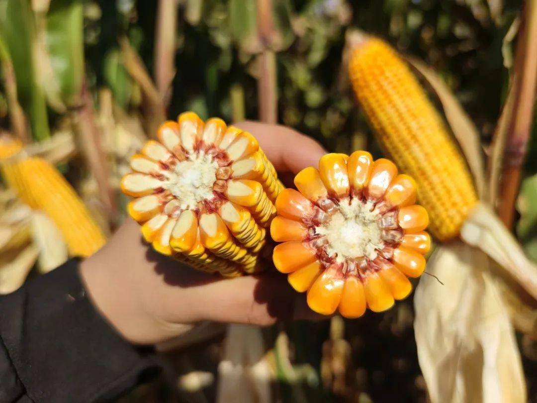 农华221虞城县深秋霸气迎丰收!_种植_籽粒_品种