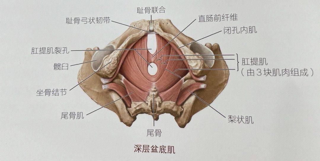 盆底肌结构解剖图图片