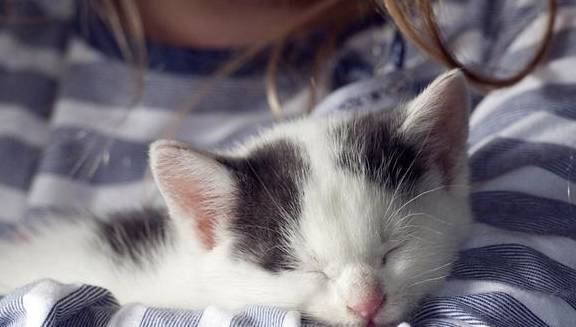 你的猫有着怎样的睡眠姿势？这三种表现不一般，证明猫很爱你