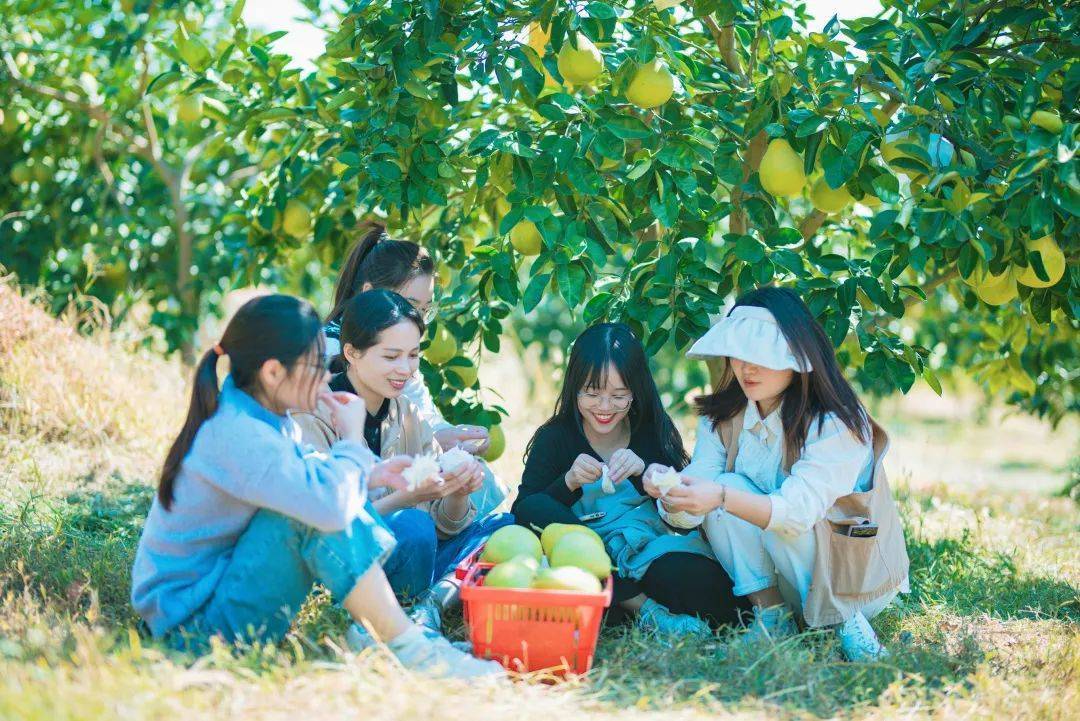 芦溪银河紫溪村：蜜柚丰收助农增收