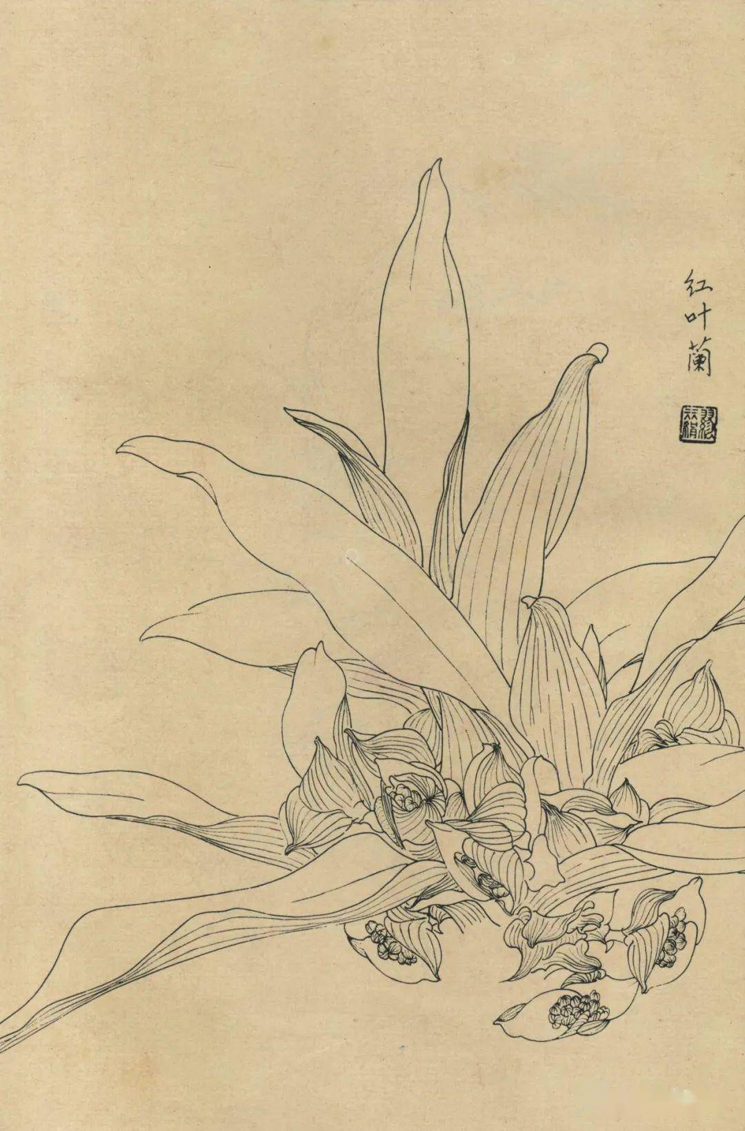 百花白描图谱