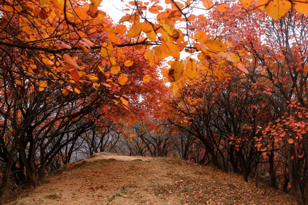 賞楓賞葉賞秋香,望盡鳳縣金秋好景!_旅遊_陽光_侵權