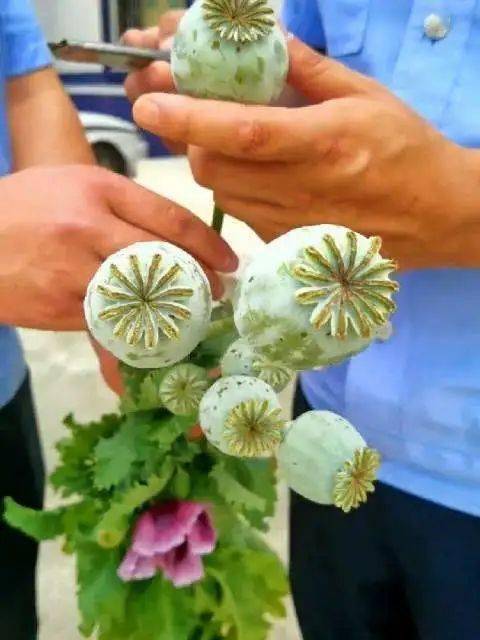 别抱侥幸心理,一旅客竟然想携带它上车._罂粟_贾某_杭州东站