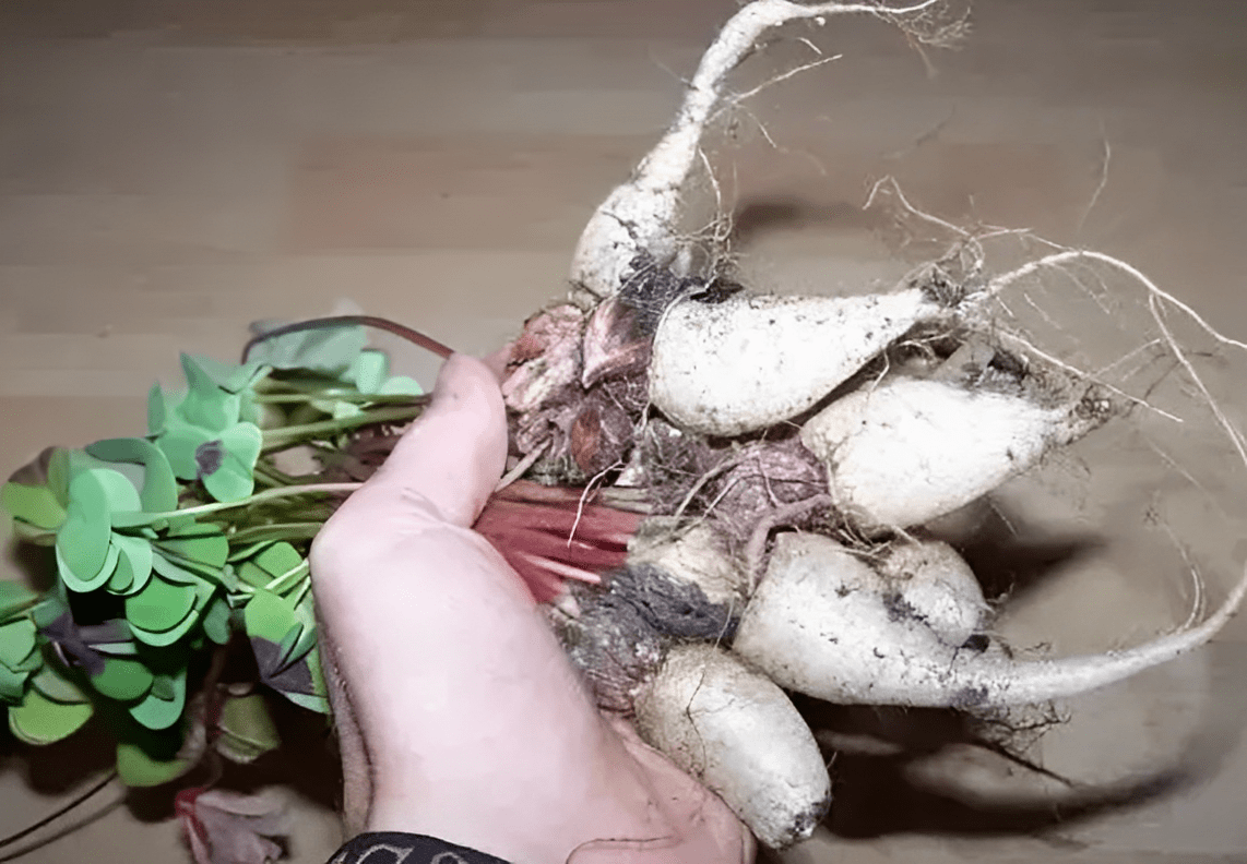 人称酸酸草,根系像"小萝卜",1年开花180天,既好看又珍贵_绿色植物