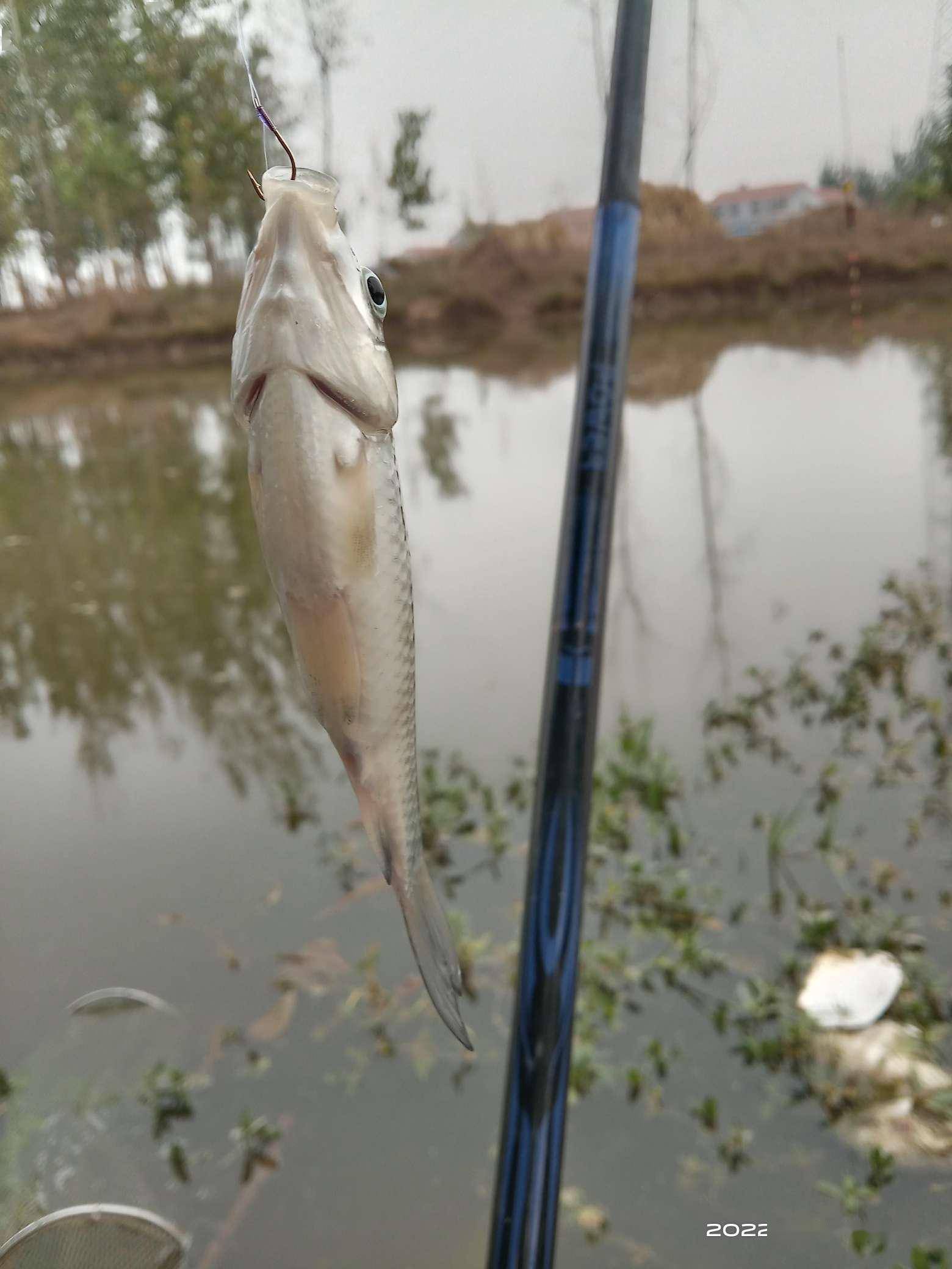 深秋恰是钓鲫时，岸边挥竿人如意，“老菜地”里更神情