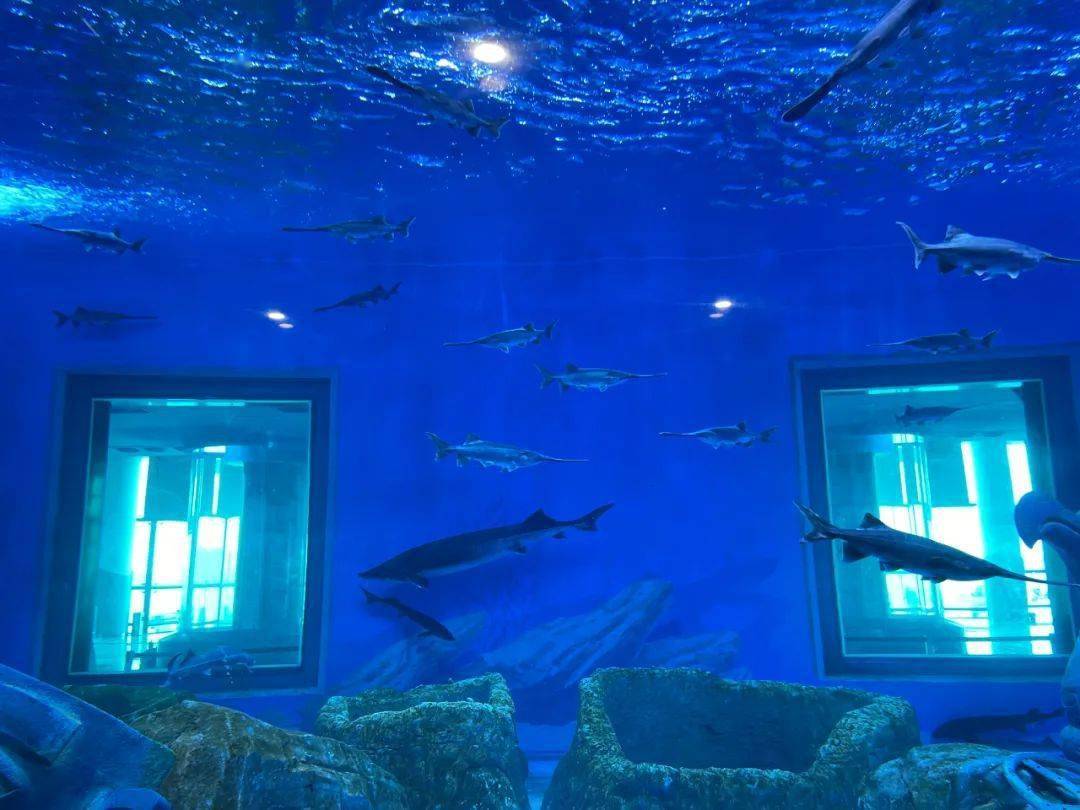 家门口的海洋世界!湖口这个水生物保护基地内部照片"曝光".