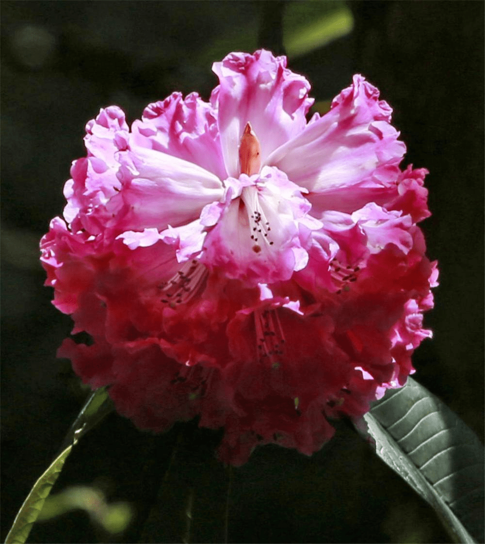 大树杜鹃花冯先洁绘银灰杜鹃,翘首杜鹃,大树杜鹃标本图;可以看出他们